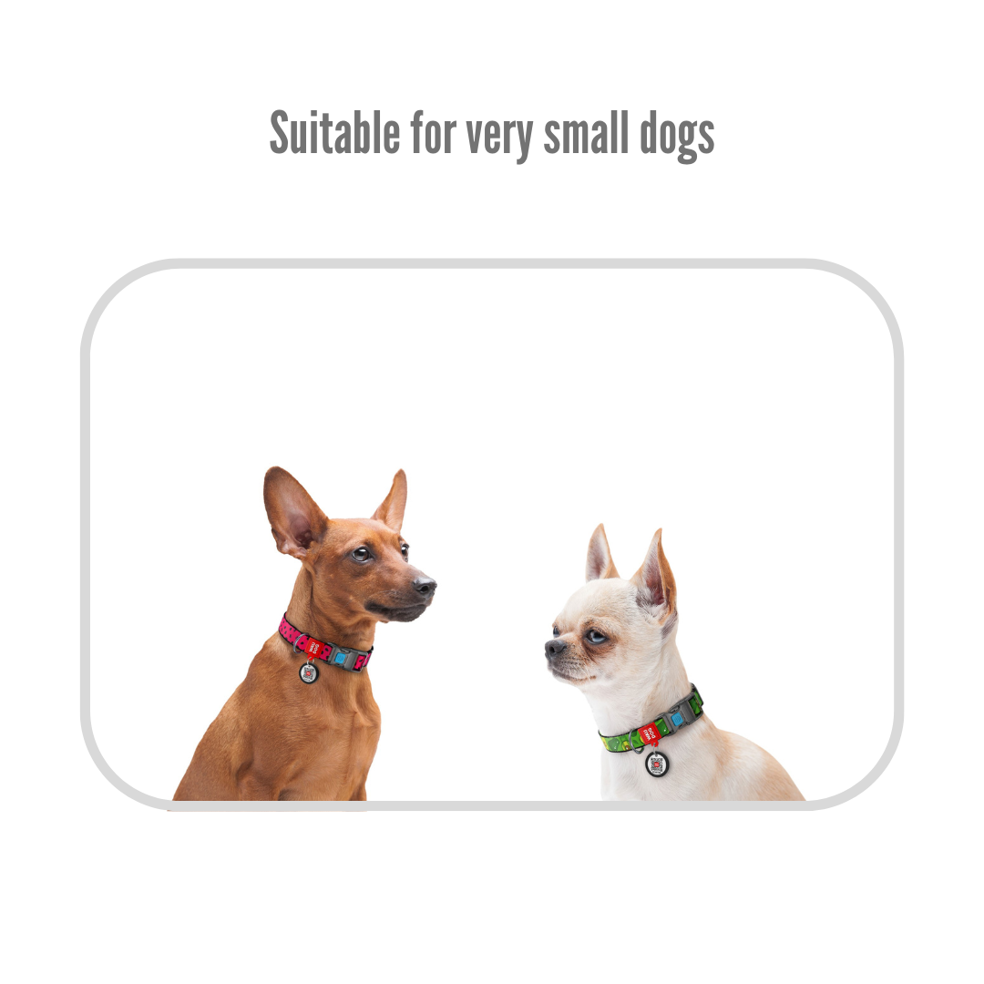 Small Pet Collar | Free ID Pet Tag