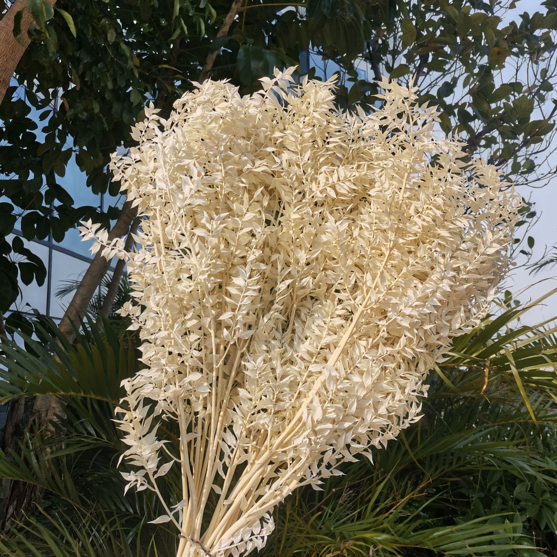 现货批发|白色永生富贵叶 永生花DIY配材富贵叶场景布置拍摄道具
