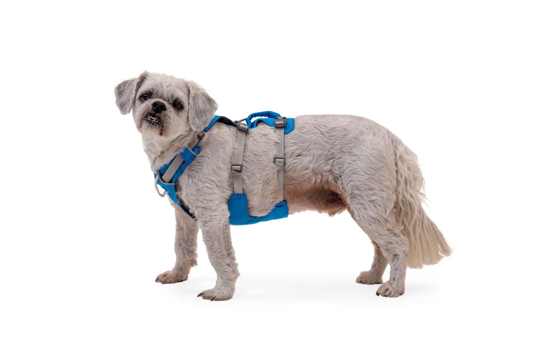 Ruffwear Flagline Lightweight No Pull Handled Dog Harness