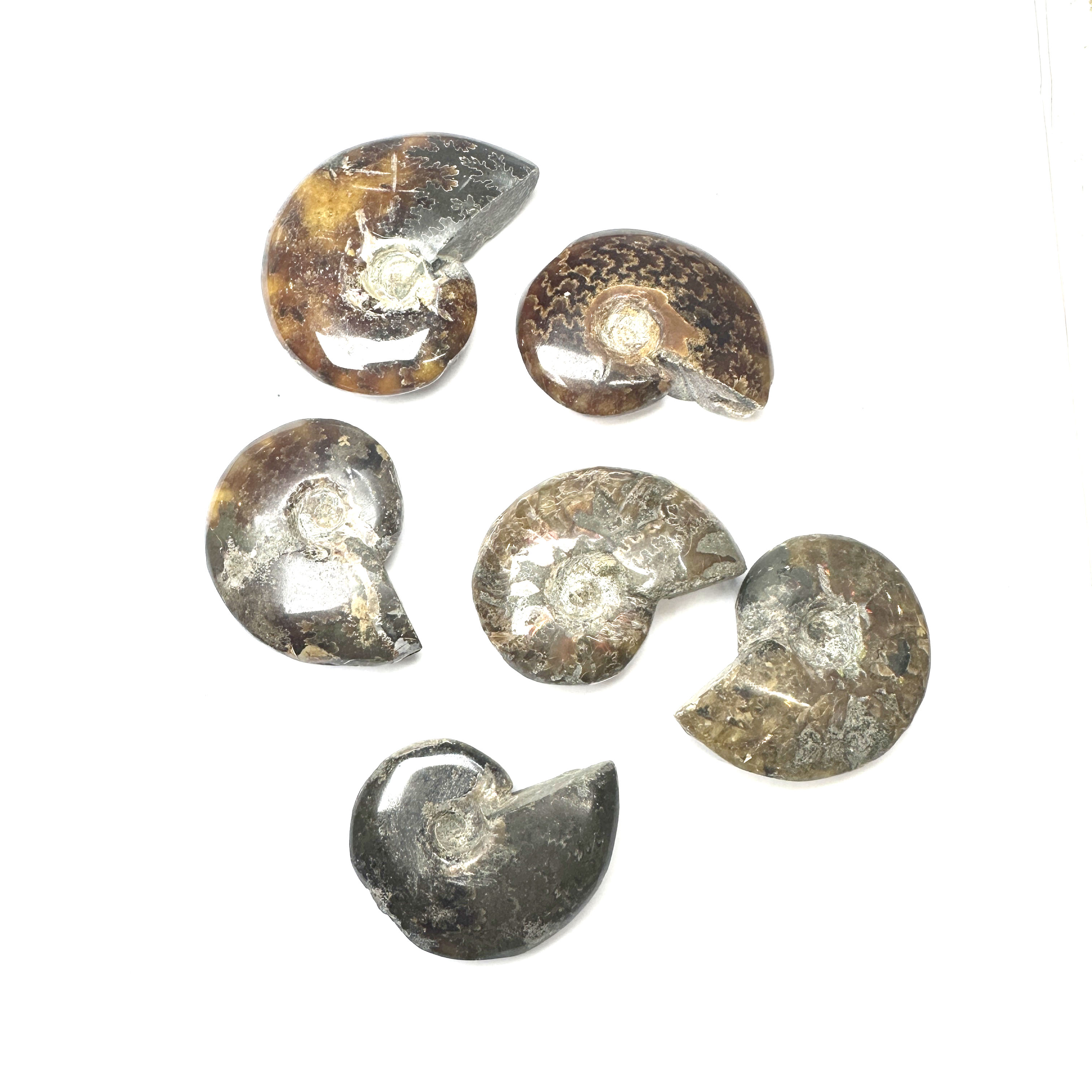 Ammonite S,M,L,XL