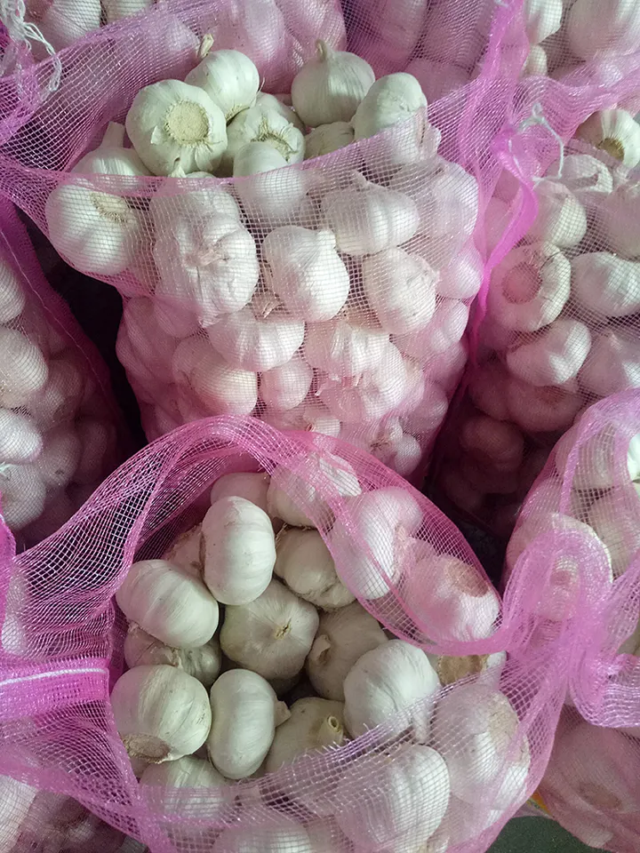 Normal White Garlic Elephant Garlic Fresh Garlic Cloves Price For Sale