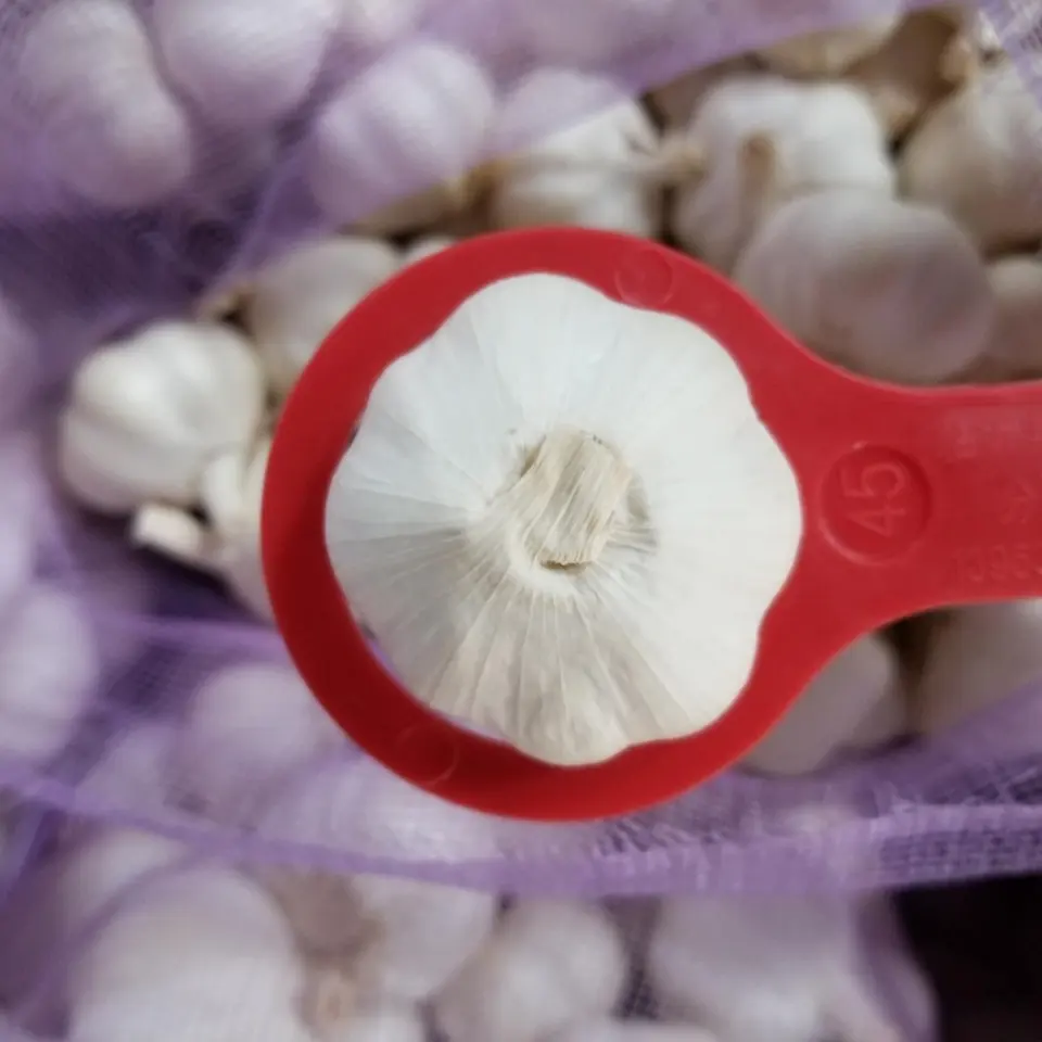Normal White Garlic Elephant Garlic Fresh Garlic Cloves Price For Sale