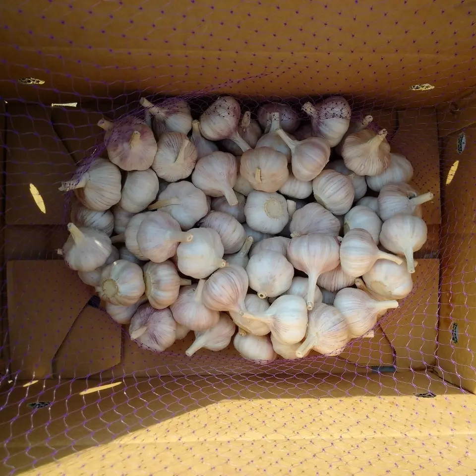 Normal White Garlic Elephant Garlic Fresh Garlic Cloves Price For Sale