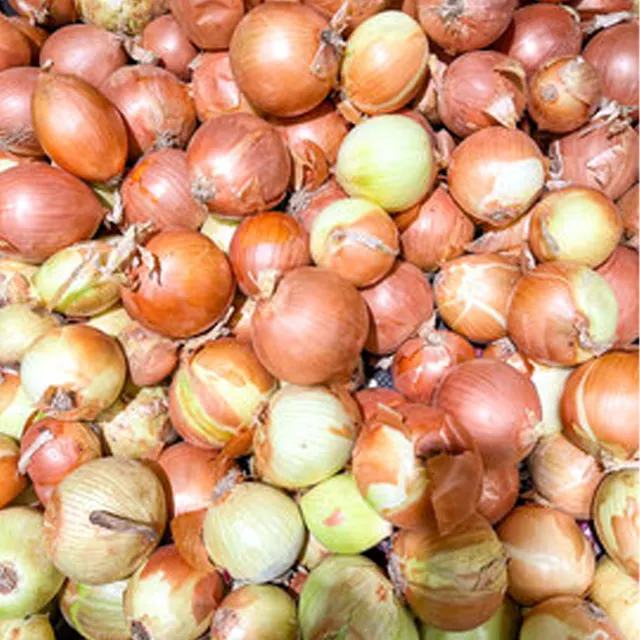 Fresh Vegetables 50mm-70mm Red Onion Yellow Onion Suppliers With 20kg Bag
