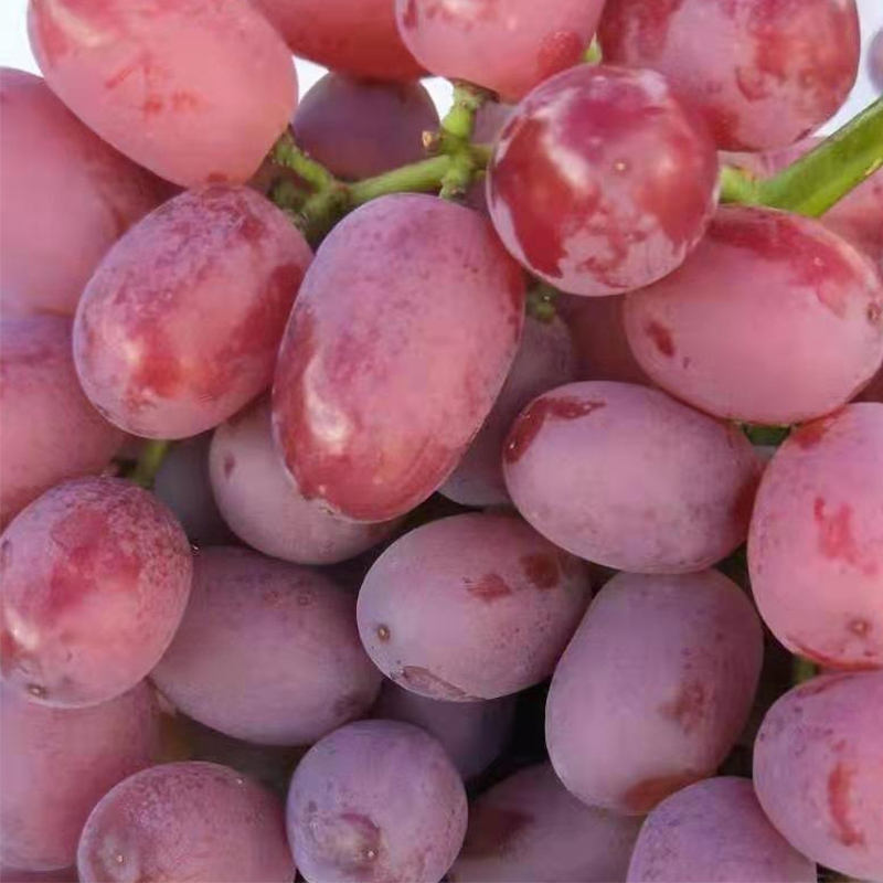 Red Seedless Grape – New Global Group