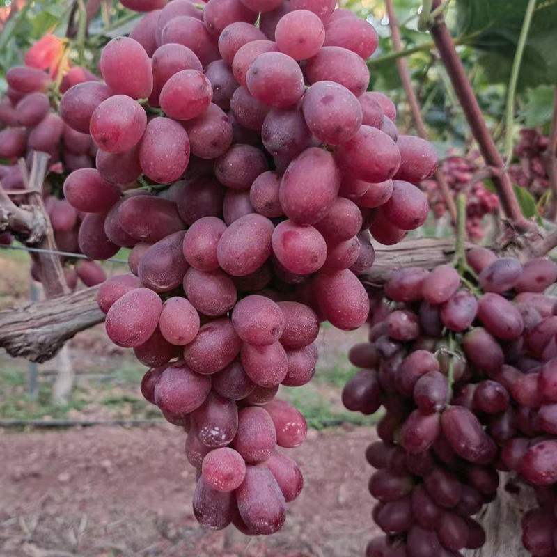 High Quality Fresh Grapes Red Globe crimson grapes
