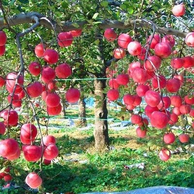 apple fruit fresh from China professional manufacture