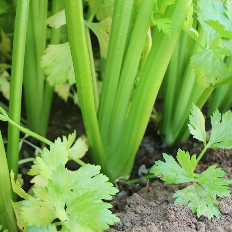 Organic Green Vegetables Celery Factory Low Price Fresh Celery