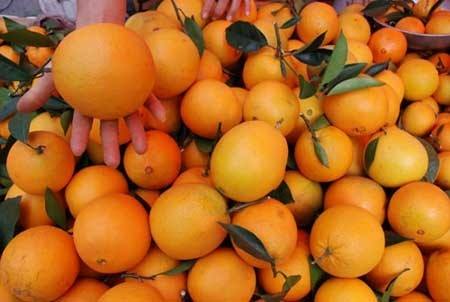 Fresh citrus fruit from China Fresh Mandarin orange for sale