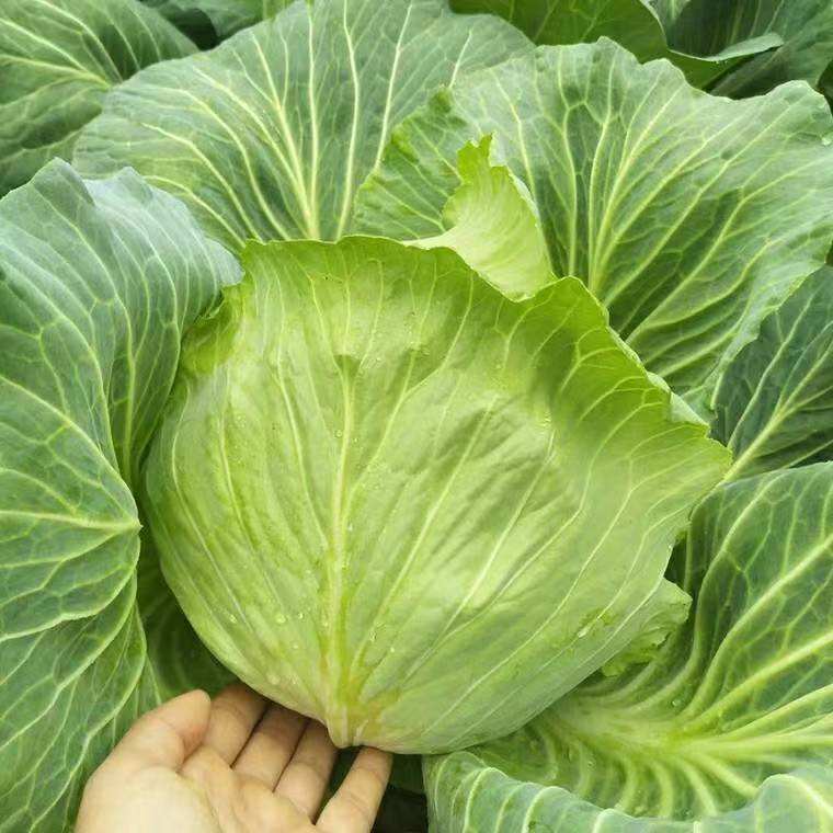 New Crop Chinese Fresh Flat Round Cabbage