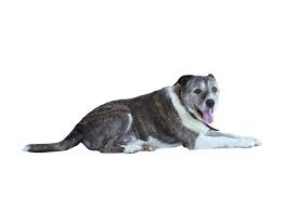 Png Dog - Free photo on Pixabay